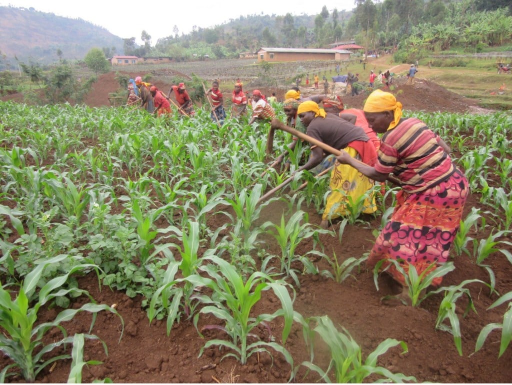 Women plant crops.